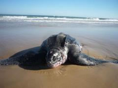Sea Turtle Conservation Project, Uruguay