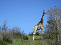 South Africa Wildlife Adventure