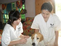 Veterinary Medicine Placements in Tobago