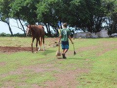 Volunteer in Equine Therapy, Caribbean