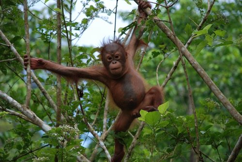 Orangutan Borneo