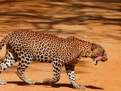 2 Day Leopard & Wildlife Safari, Sri Lanka