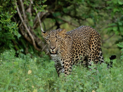 3 Day Leopard & Wildlife Safari, Sri Lanka