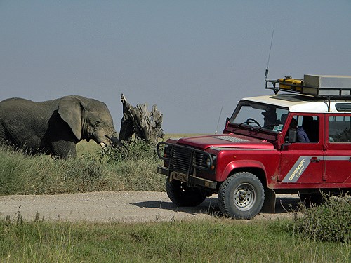 Should You Book a Safari with African Expedition Support?