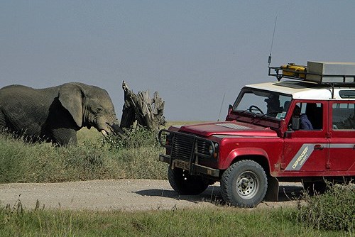 Should You Book a Safari with African Expedition Support?