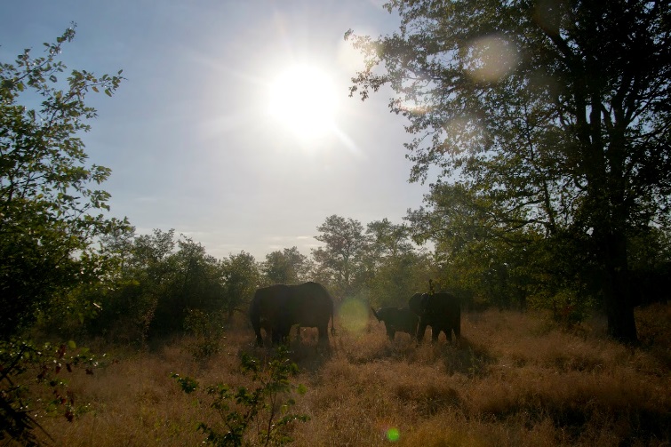 Kruger National Park Self-drive Safari Tips