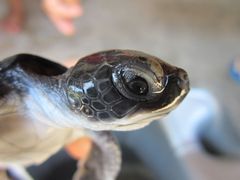 Malaysia Turtle Conservation