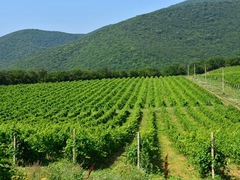 Wine Tour - Wine Making Traditions of Southern Russia