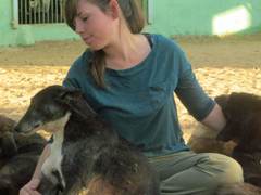 Animal Rescue Center Volunteering, Jaipur, India