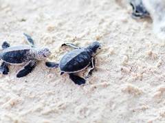 Sea Turtle Conservation Caribbean Coast, Costa Rica