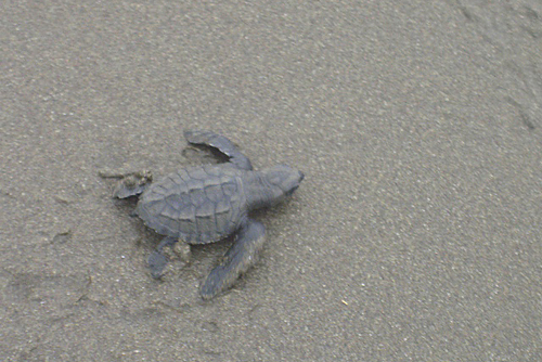 Volunteer Sea Turtles Sri Lanka