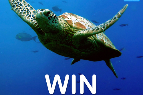 Competition: Win a Trip to Help Turtles in Costa Rica