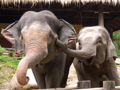 Chiang Mai & Elephants