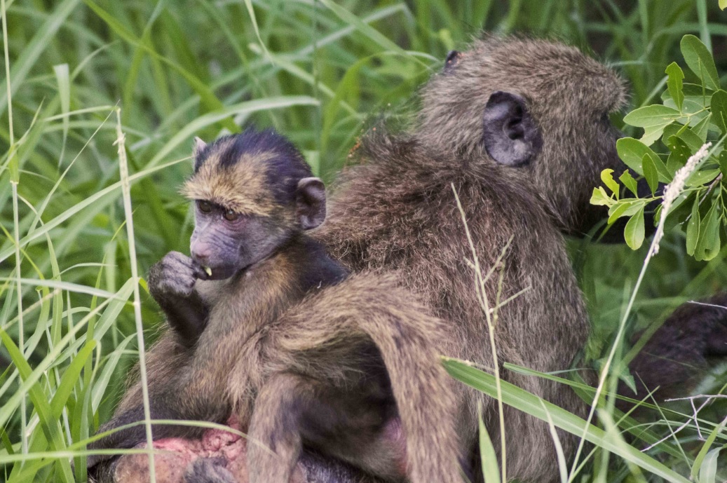 5 Reasons to Volunteer with Monkeys in Africa