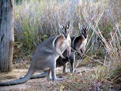 Koala Sanctuary in Australia