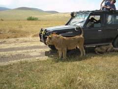 Namibia: Wildlife + Adventure + Teaching (6 weeks)