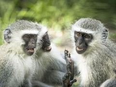 Monkey Sanctuary Volunteer, South Africa