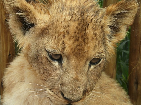 Volunteering with Lion Cubs in Africa – What I Wish I Had Known!