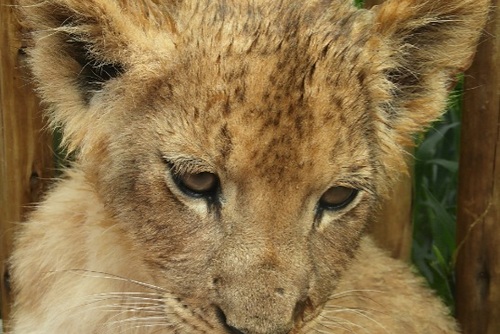 Volunteering with Lion Cubs in Africa – What to Know Before Applying