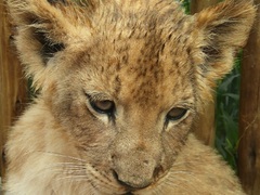 Volunteering with Lion Cubs in Africa – What I Wish I Had Known!