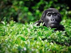  African Safari & Gorilla Watching