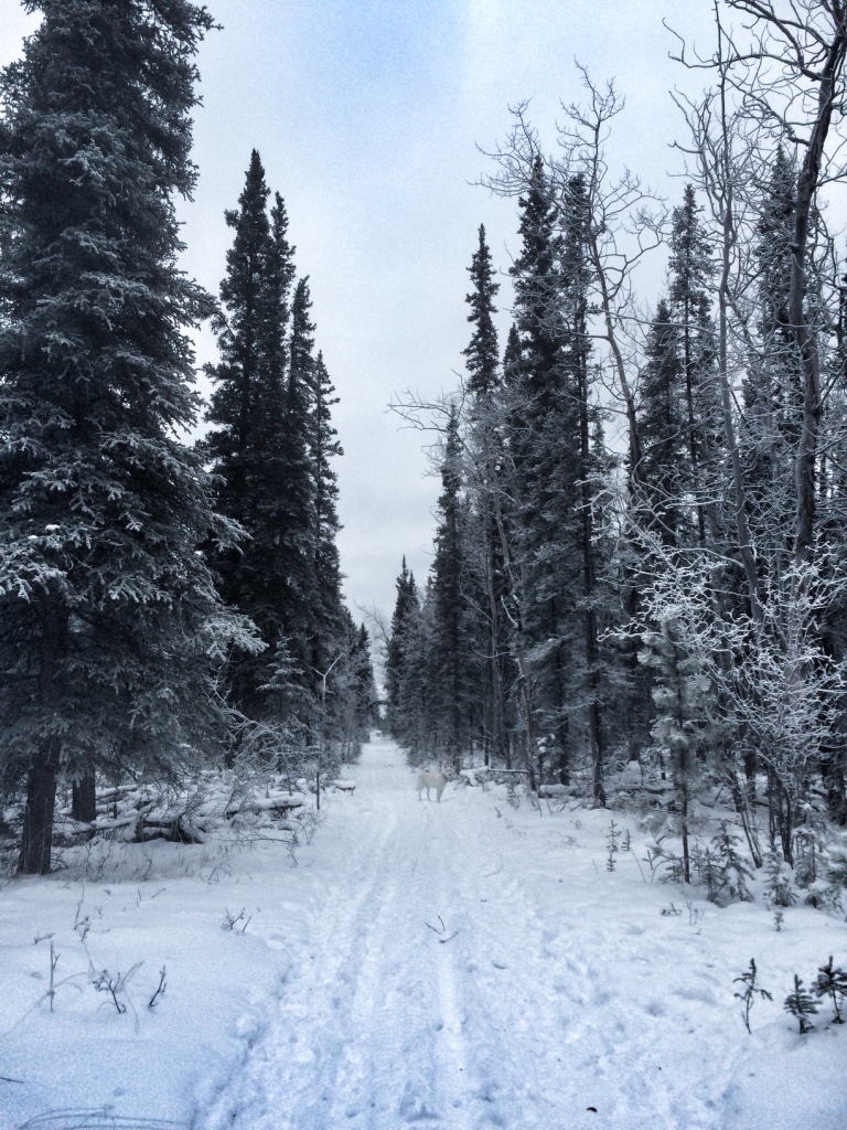 6 Best Winter Adventures in Whistler BC 