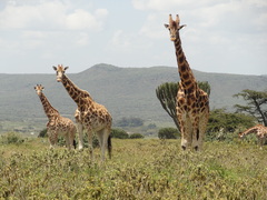 African Savannah Conservation in Kenya 
