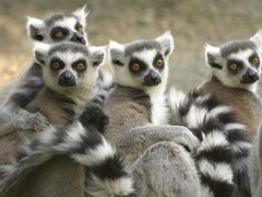 Rainforest Conservation in Madagascar
