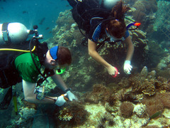 Diving & Marine Conservation in Thailand