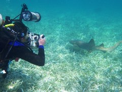 Diving & Marine Conservation in Belize