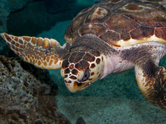Sea Turtle & Coastal Conservation in Mexico
