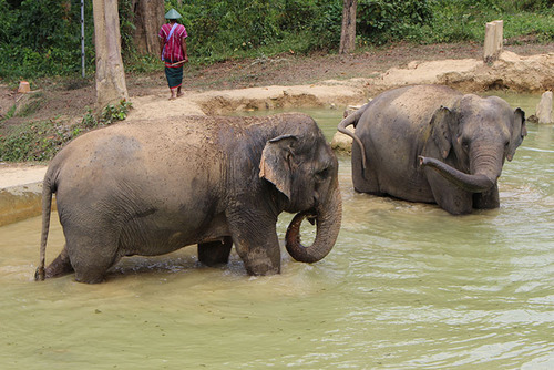 How to Ethically Interact with Elephants in Asia