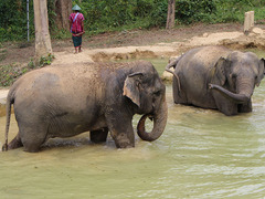 How to Ethically Interact with Elephants in Asia