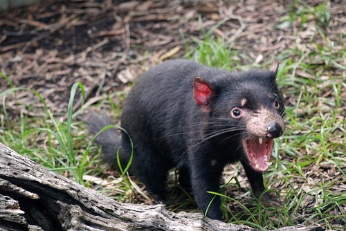 Best Place to Spot a Tasmanian Devil in Australia
