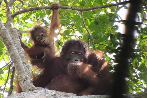 Orangutans Borneo