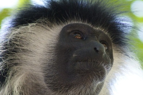 Primate Research Internship, Kenya