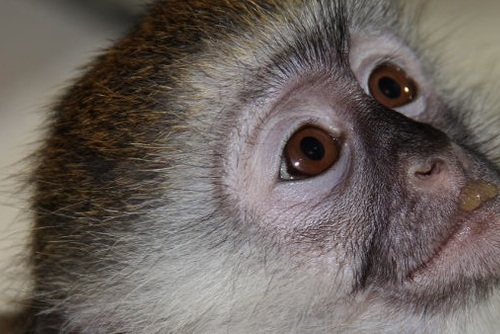 Monkey Conservation Program, Kenya