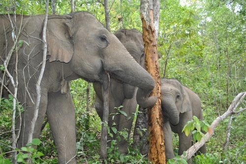 Volunteer at a Elephant Sanctuary in Northern Thailand