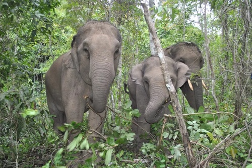 Elephant Sanctuary Visit, Northern Thailand