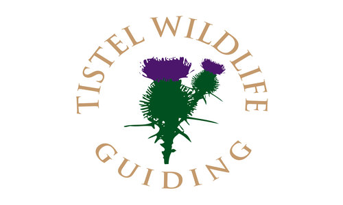 Tistel Wildlife Guiding