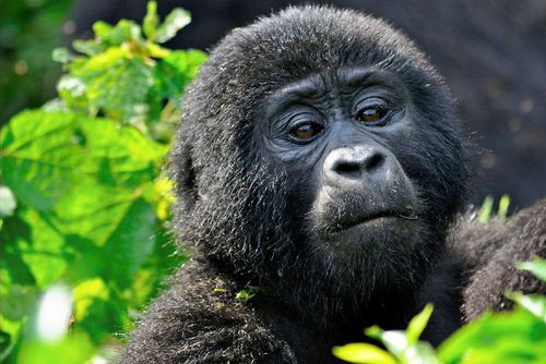 Best Wildlife Destinations in Uganda