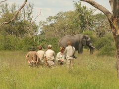 28 Day Field Guide course, Okavango Delta, Botswana