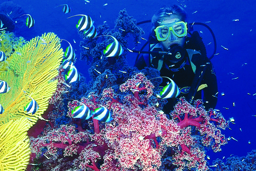 How to Stay Safe When Scuba Diving for the First Time