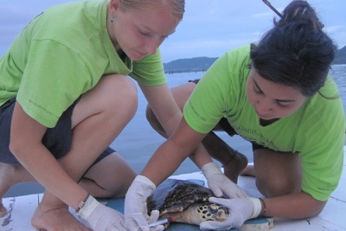 Volunteers helping sea turtles