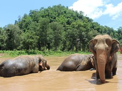 Chiang Mai Half Day Elephant Tour Review