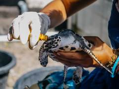 Turtle Conservation in Costa Rica from US$285
