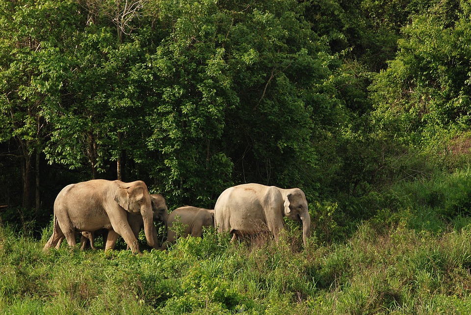 5 Things I Learned at an Elephant Sanctuary in Thailand