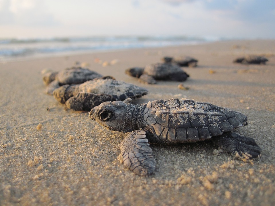 Best Places to See Baby Turtles Hatch