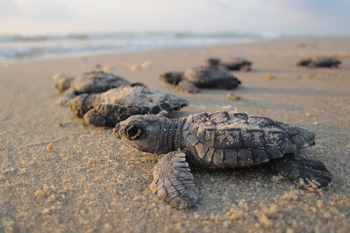 Best Places to See Baby Turtles Hatch Around the World