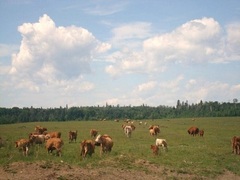 Canada Horse Ranch